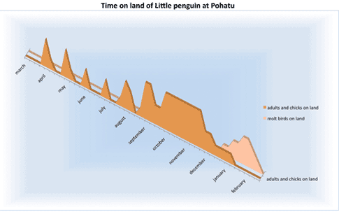 time on land of Little penguins at Pohatu